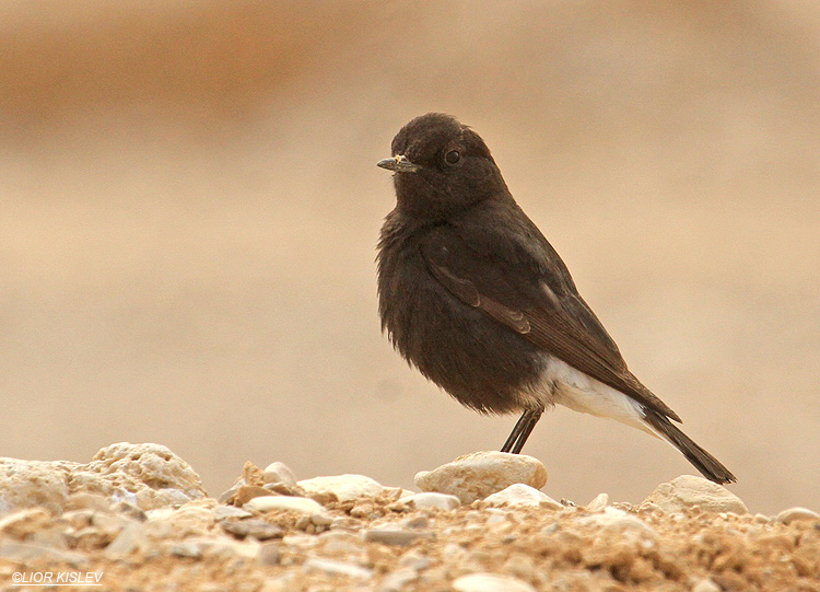   Basalt Wheatear Oenanthe lugens  basalti ,  31-03-03  